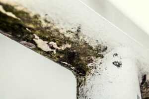 toxic mold cleanup
